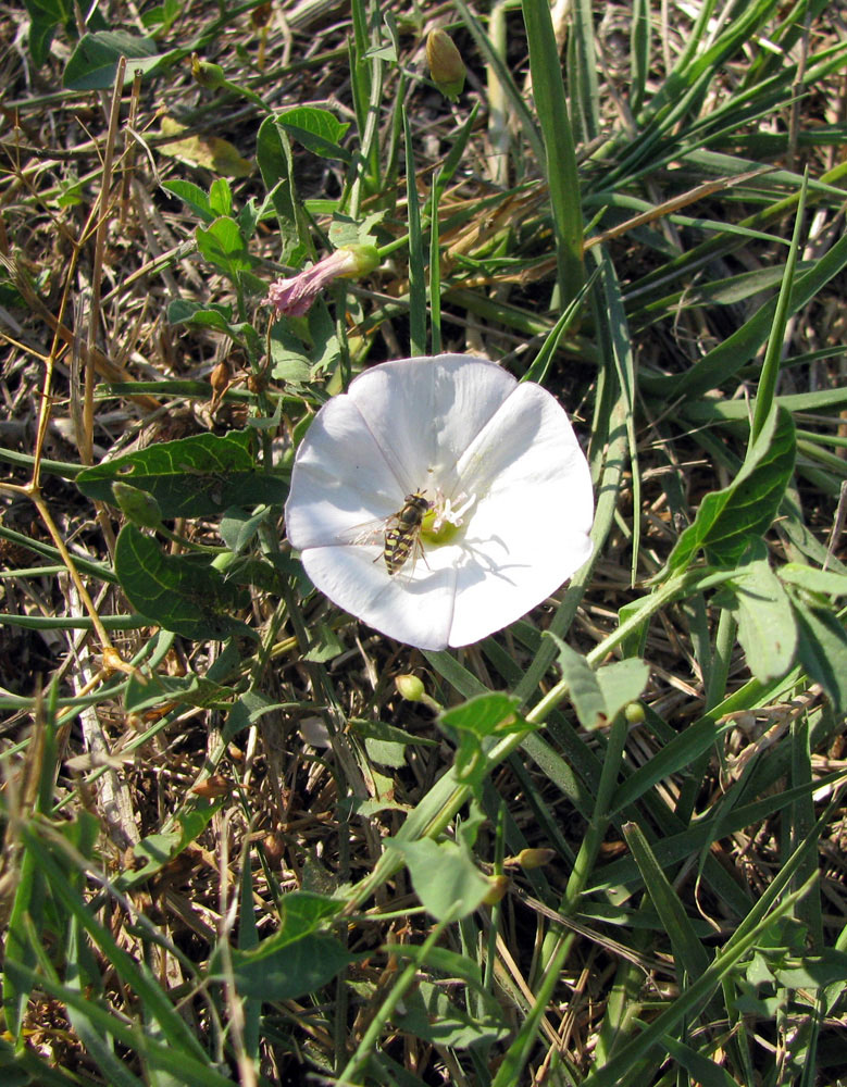 Image of Convolvulus arvensis specimen.