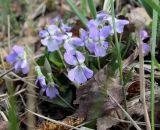 Viola rupestris. Цветущее растение. Московская обл., Боровский курган, верхняя часть крутого склона холма. 30.04.2012.