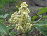 Sambucus racemosa