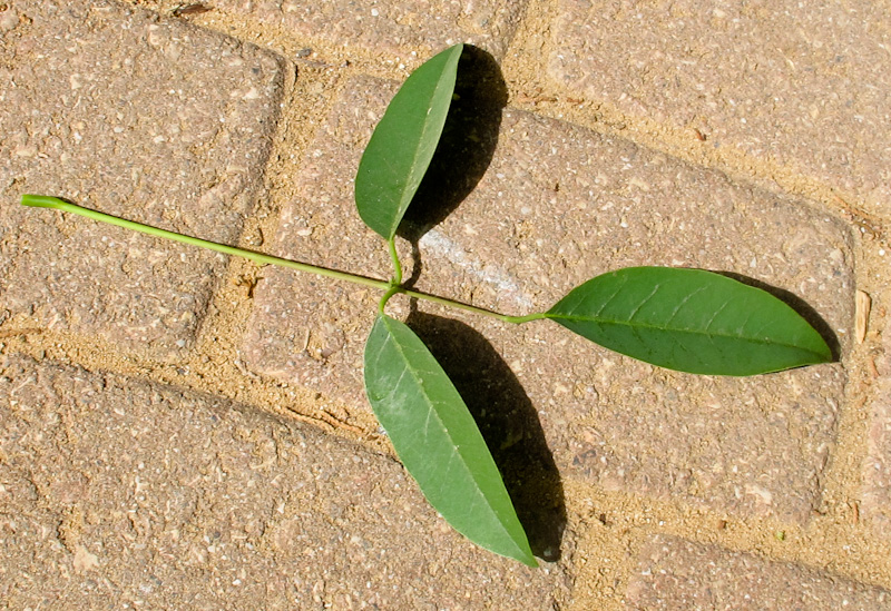 Изображение особи Erythrina crista-galli.