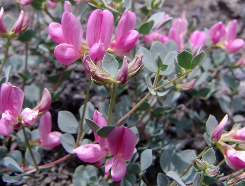 Image of Lotus gebelia specimen.