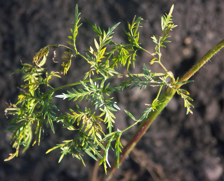 Изображение особи Chaerophyllum prescottii.