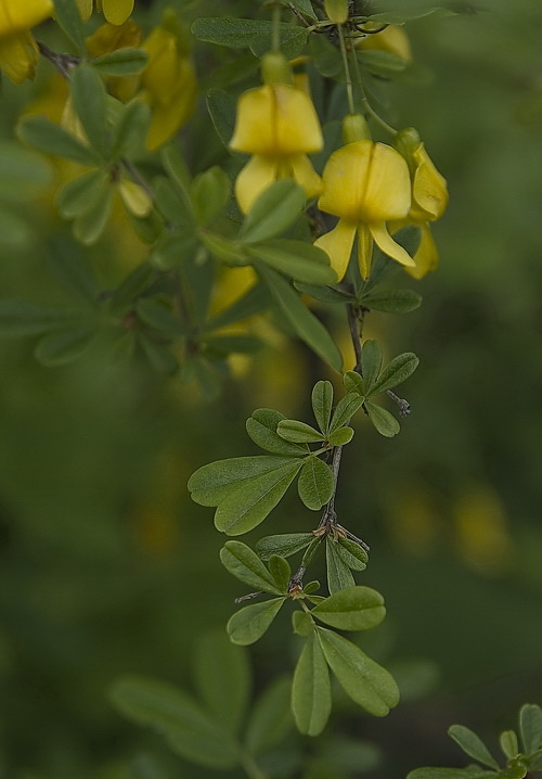 Изображение особи Caragana ussuriensis.