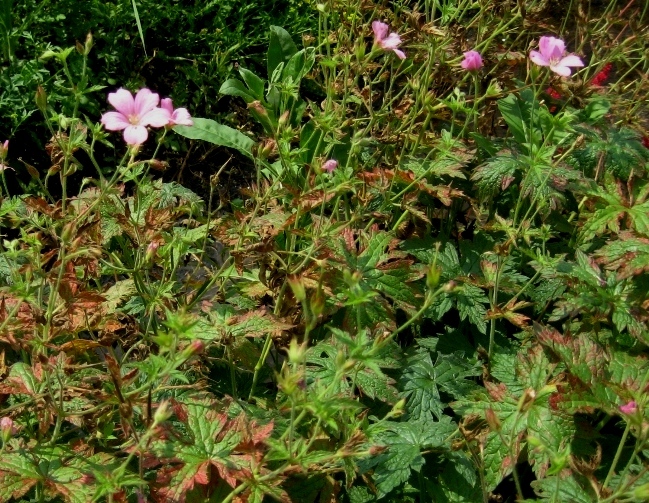 Изображение особи Geranium endressii.