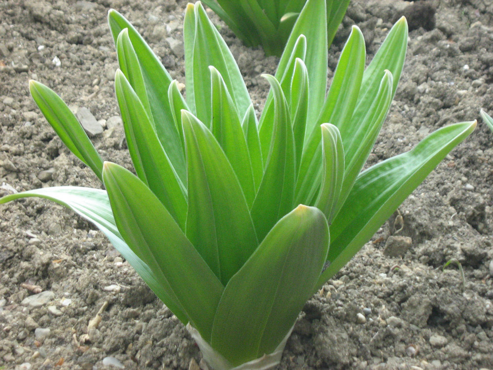 Image of Eremurus aitchisonii specimen.