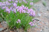 Oxytropis vassilczenkoi subspecies substepposa. Цветущие растения. Магаданская обл., Колымское нагорье, окр. пос. Ягодное. 02.06.2012.