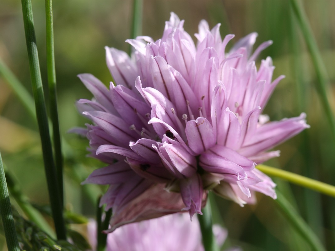 Изображение особи Allium schoenoprasum.