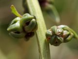 Beta maritima. Плоды. Испания, Бискайя, Лага (Laga), сухой луг на дюне. 07.06.2012.