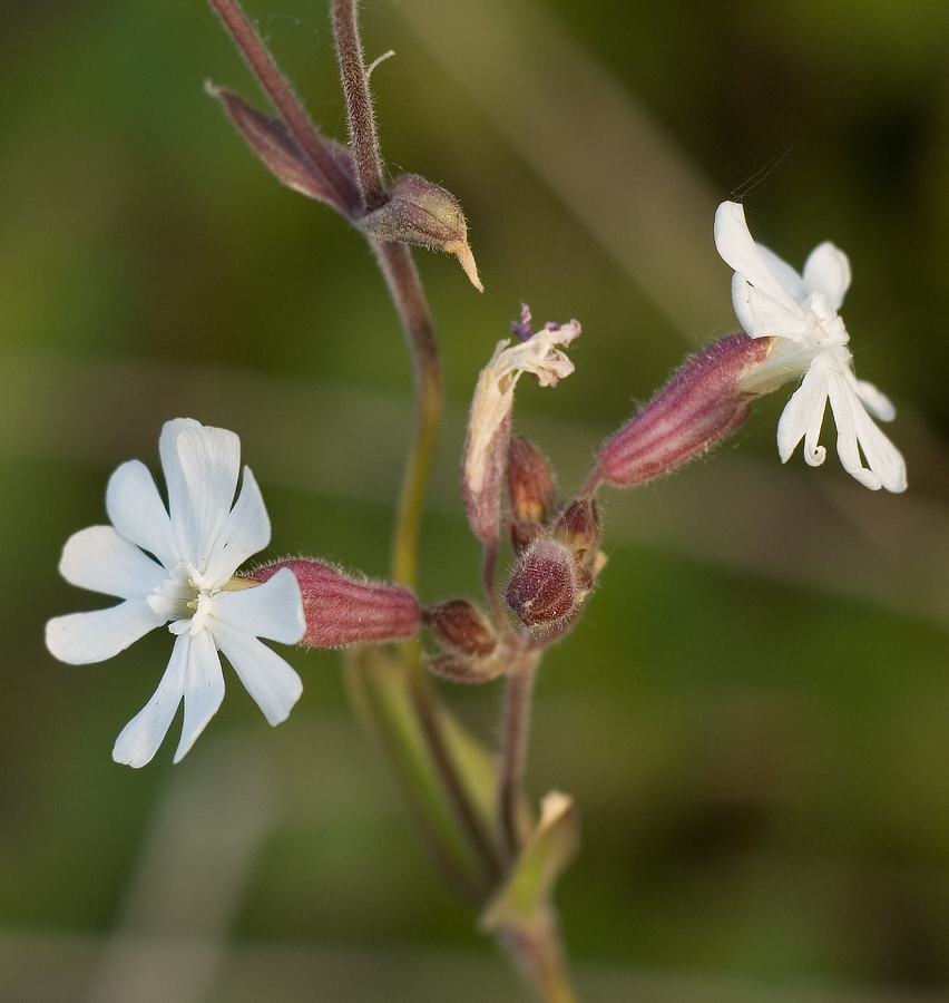 Изображение особи Melandrium dioicum.