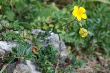 Helianthemum nummularium. Цветущее растение. Адыгея, окр. плато Лагонаки. 17.08.2008.