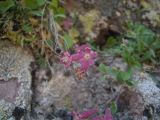 Silene pygmaea. Побег с цветками. Кабардино-Балкария, хребет Бирджалы, 2600 н.у.м. 23.07.2012.