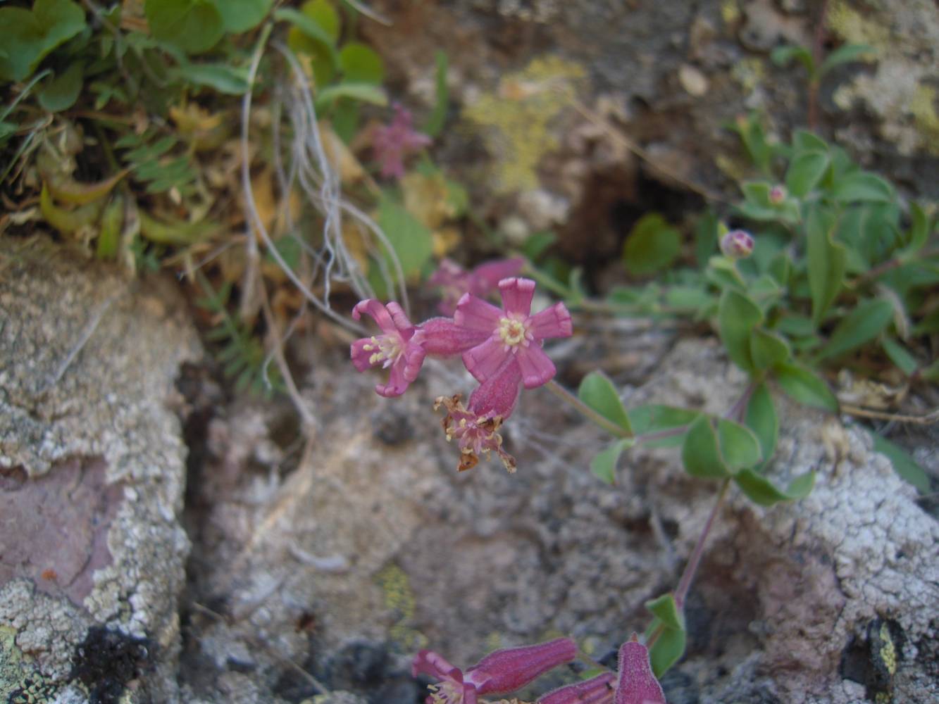 Изображение особи Silene pygmaea.