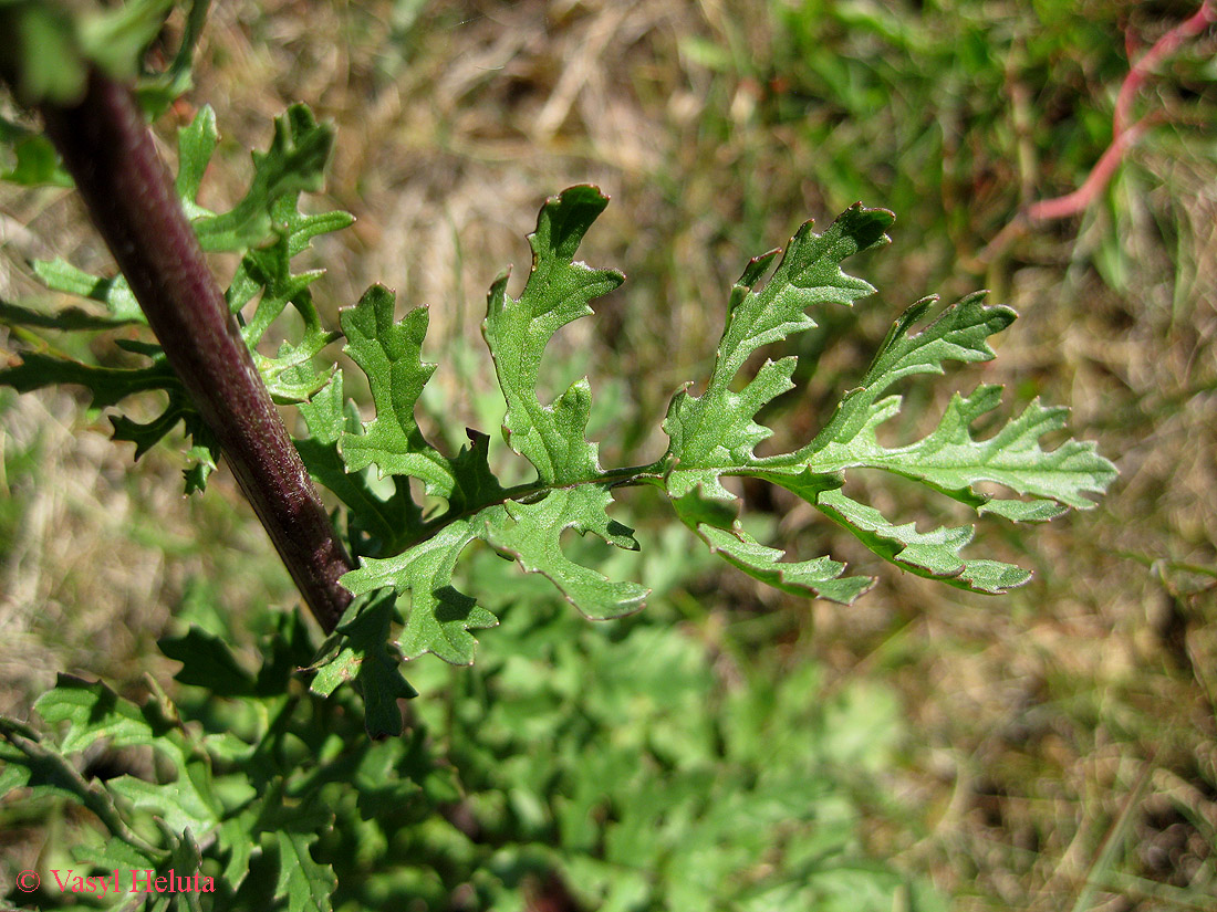 Изображение особи Senecio jacobaea.