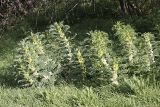Astragalus sieversianus. Цветущие растения. Южный Казахстан, хр. Боролдайтау, ущ. Кокбулак. 24.04.2012.