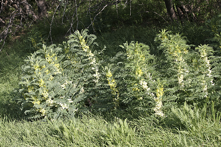 Image of Astragalus sieversianus specimen.
