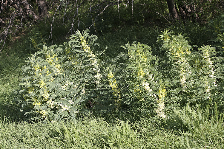 Изображение особи Astragalus sieversianus.