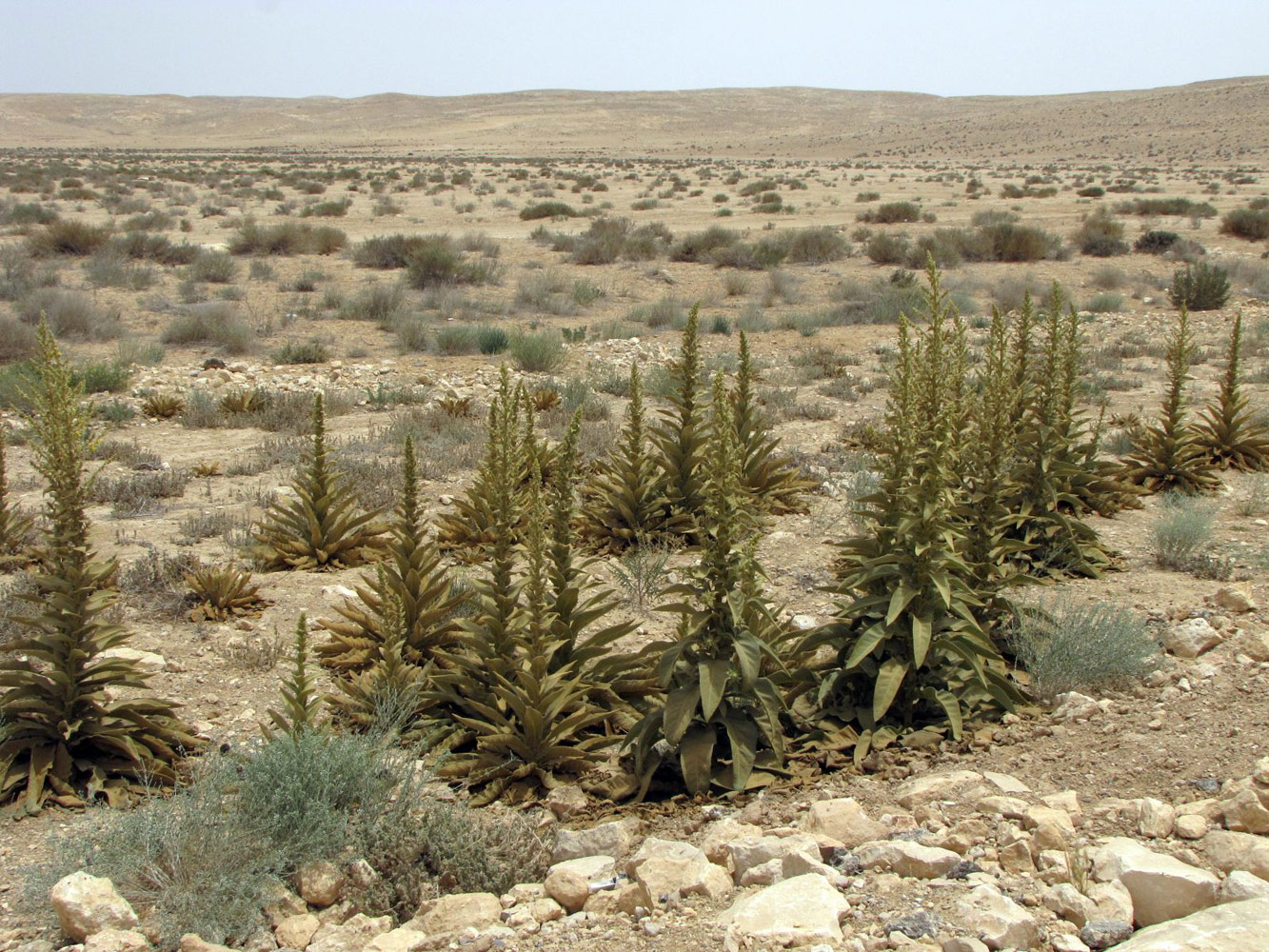 Изображение особи Verbascum sinaiticum.