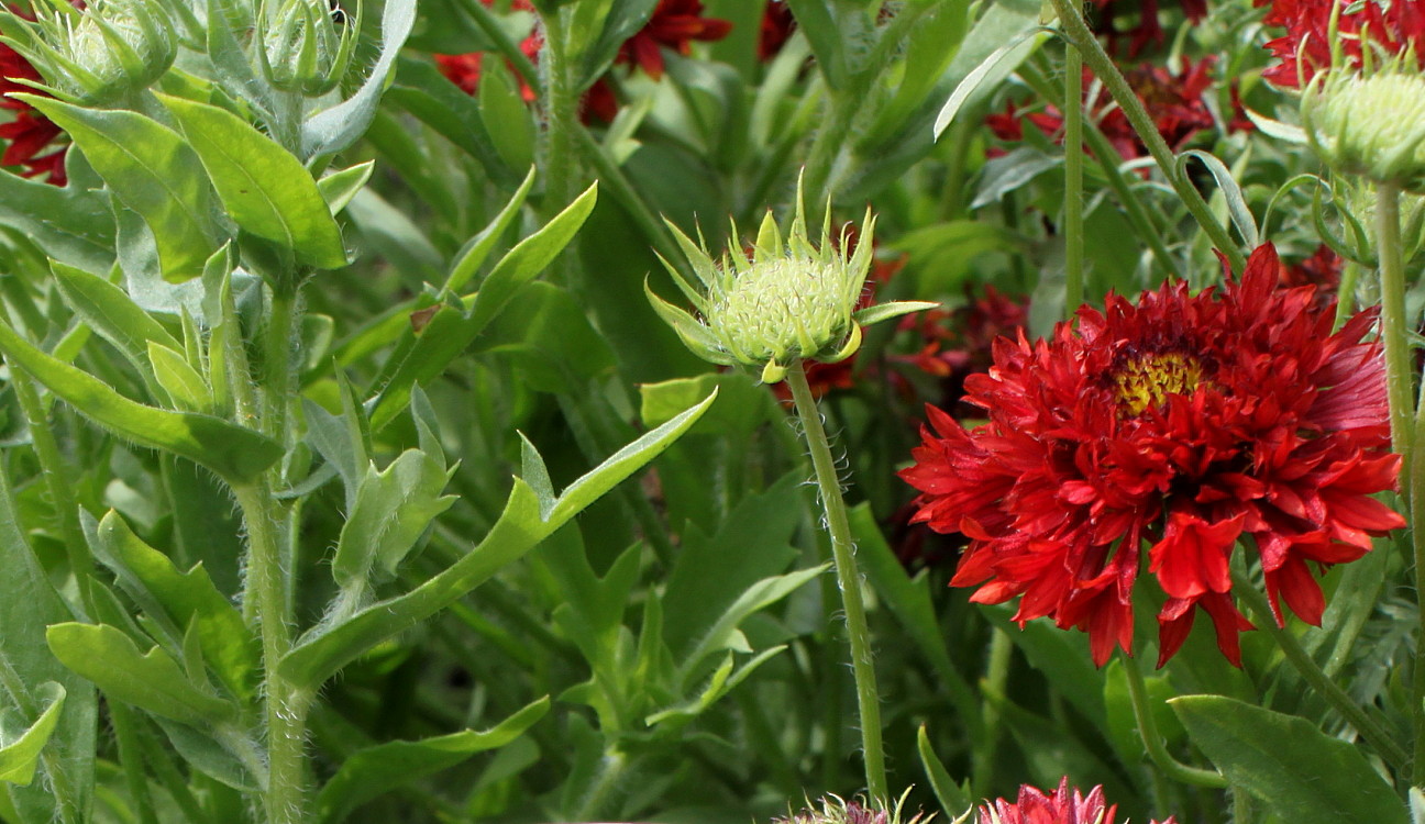 Изображение особи Gaillardia pulchella.