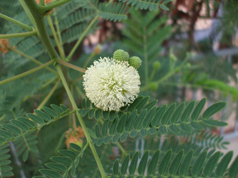 Image of Leucaena leucocephala specimen.