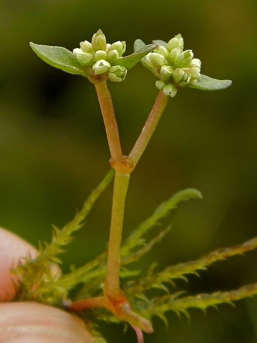 Image of Koenigia islandica specimen.