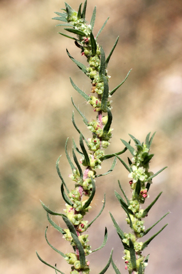 Image of Bassia scoparia specimen.