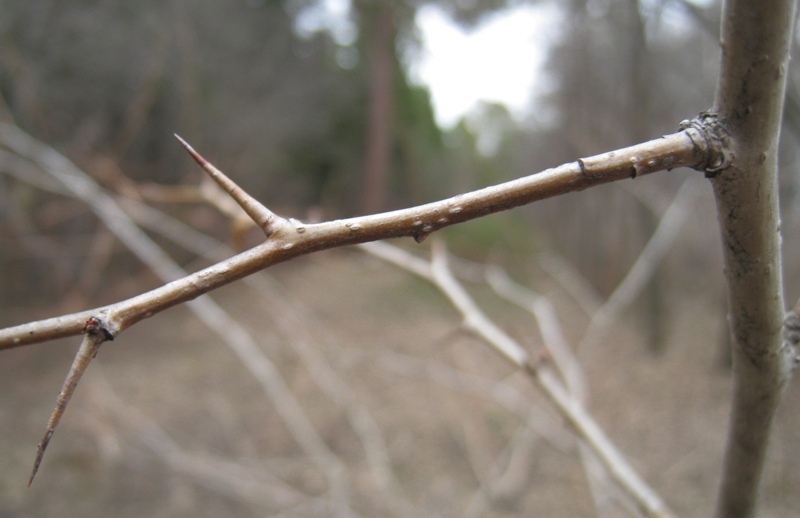 Image of Crataegus pinnatifida specimen.