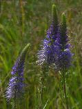 Veronica spicata. Соцветие с завязями плодов. Киев, луг возле Святошинского озера, июль 2004 г.