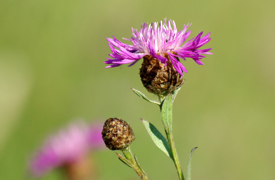 Изображение особи Centaurea jacea.