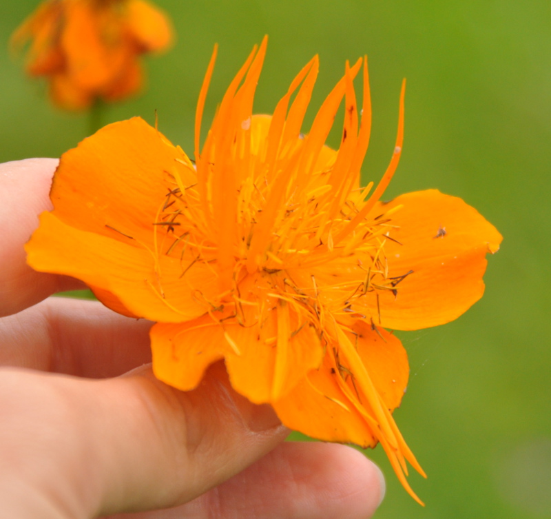 Изображение особи Trollius macropetalus.