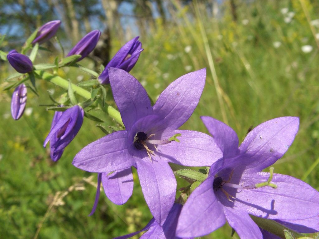 Изображение особи Campanula rapunculoides.