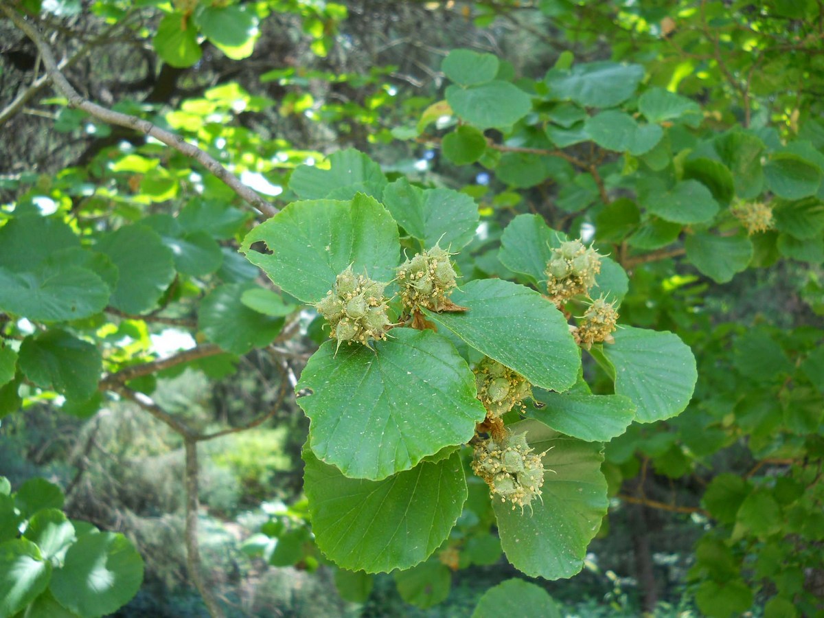 Image of Parrotiopsis jacquemontiana specimen.