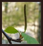 Betula pendula. Женское соцветие. Чувашия, г. Шумерля. 5 мая 2009 г.
