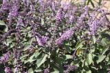 Ocimum basilicum. Цветущие растения. Израиль, побережье Мёртвого моря, Эйн-Бокек, в культуре. 23.02.2011.
