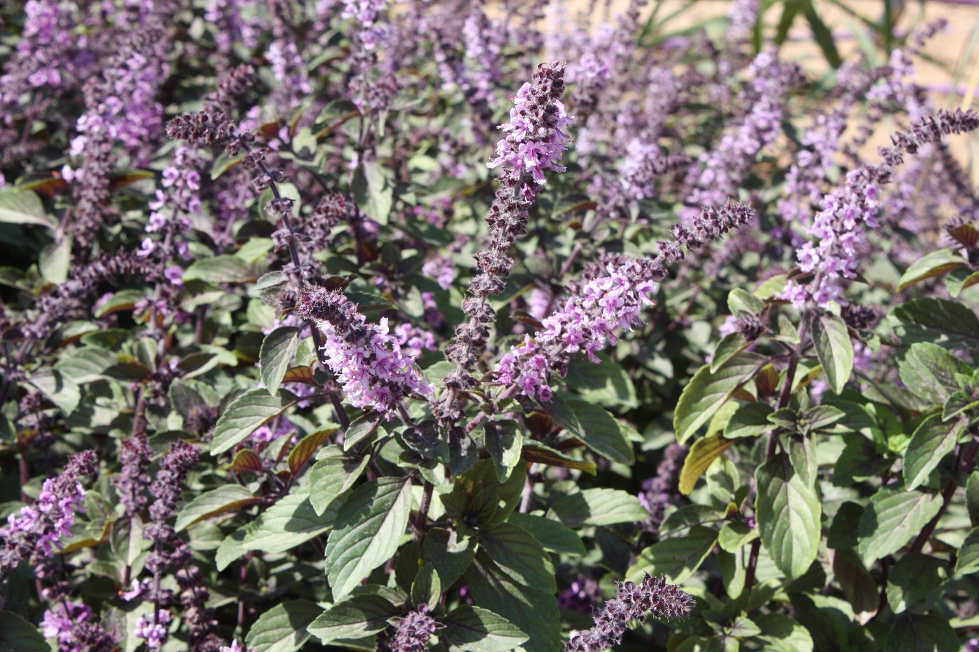 Image of Ocimum basilicum specimen.