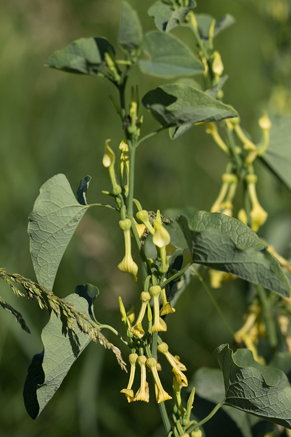 Изображение особи Aristolochia clematitis.