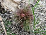 Paeonia tenuifolia. Зацветающее растение. Крым, Бахчисарайский р-н, сухой травянистый склон в окр. Большого каньона. 20.04.2011.