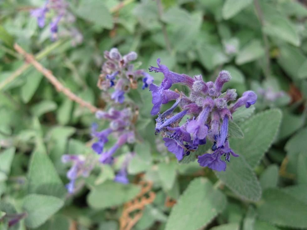 Image of genus Nepeta specimen.