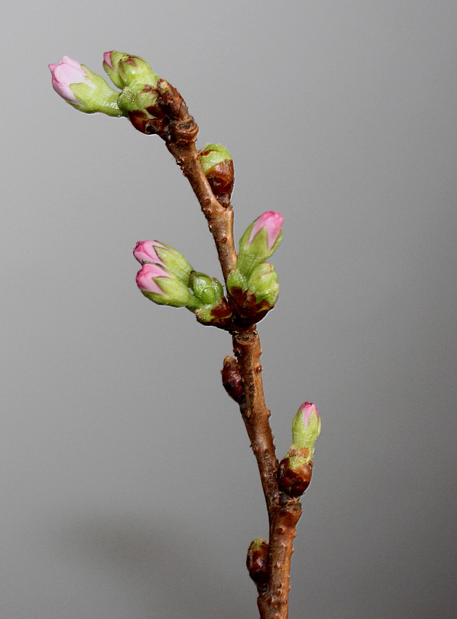 Image of Cerasus sachalinensis specimen.