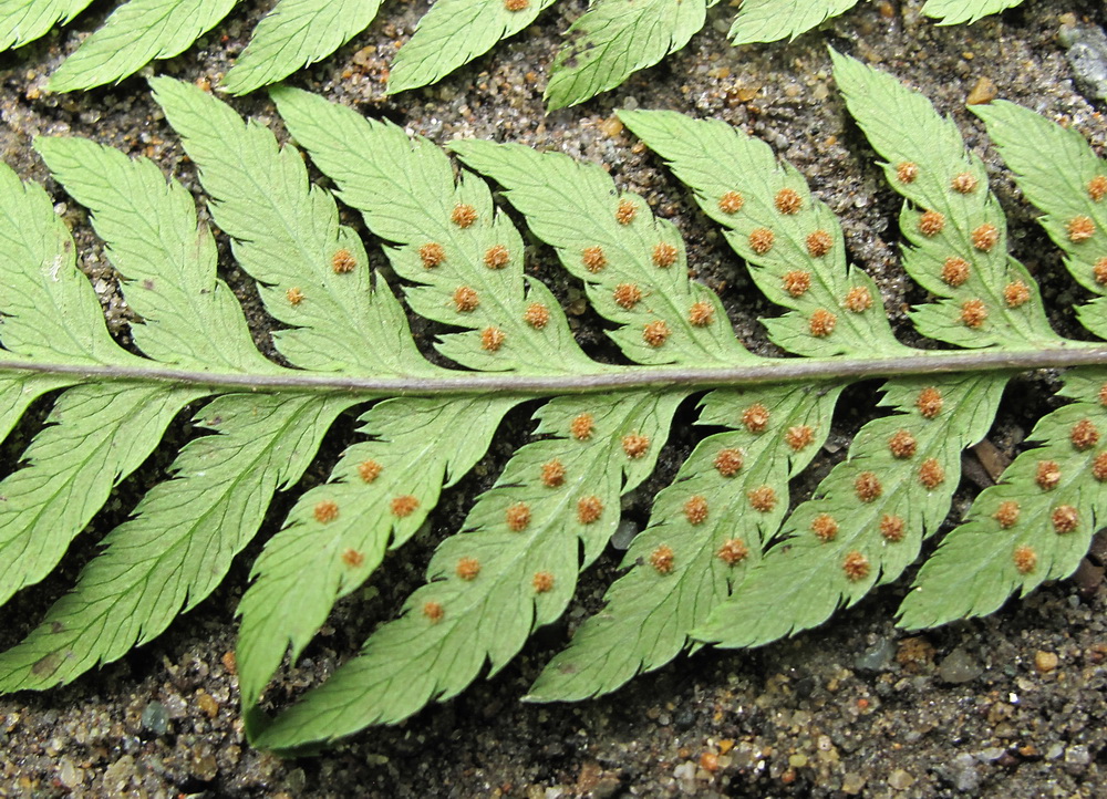 Image of Dryopteris goeringiana specimen.