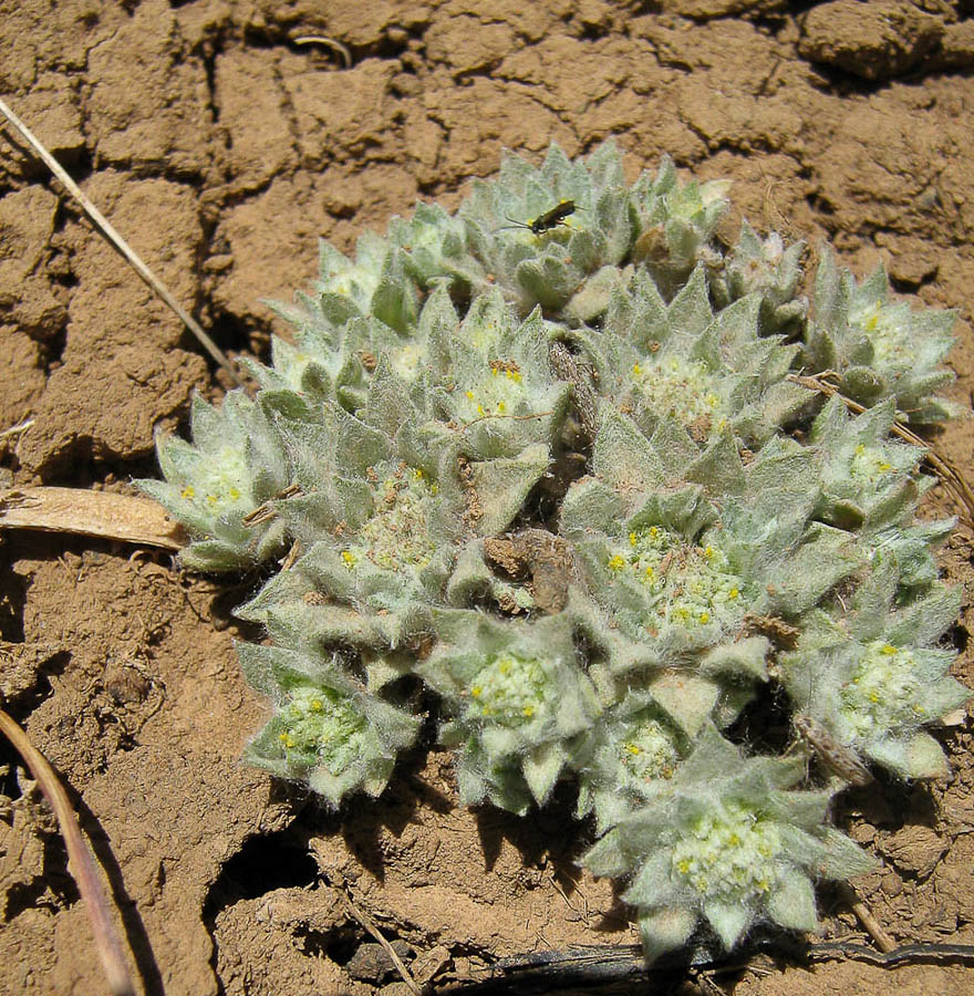 Image of Evax anatolica specimen.