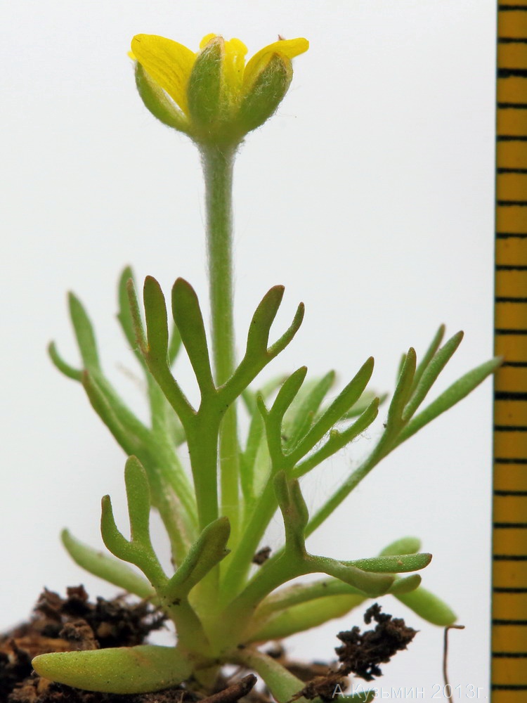 Image of Ceratocephala orthoceras specimen.