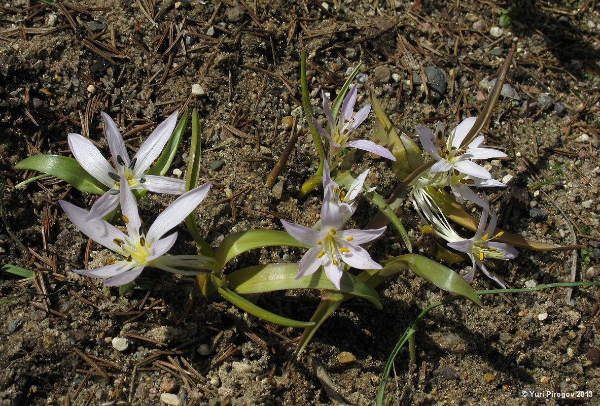 Image of Merendera eichleri specimen.