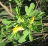 Chamaecytisus colchicus