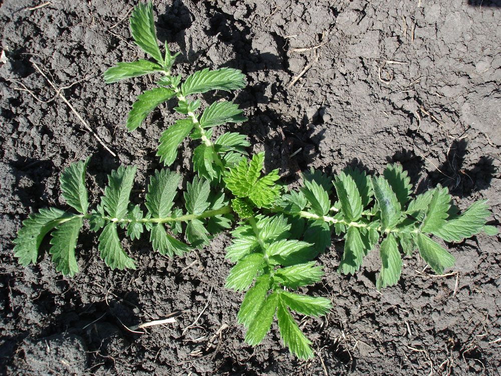 Image of Agrimonia eupatoria specimen.