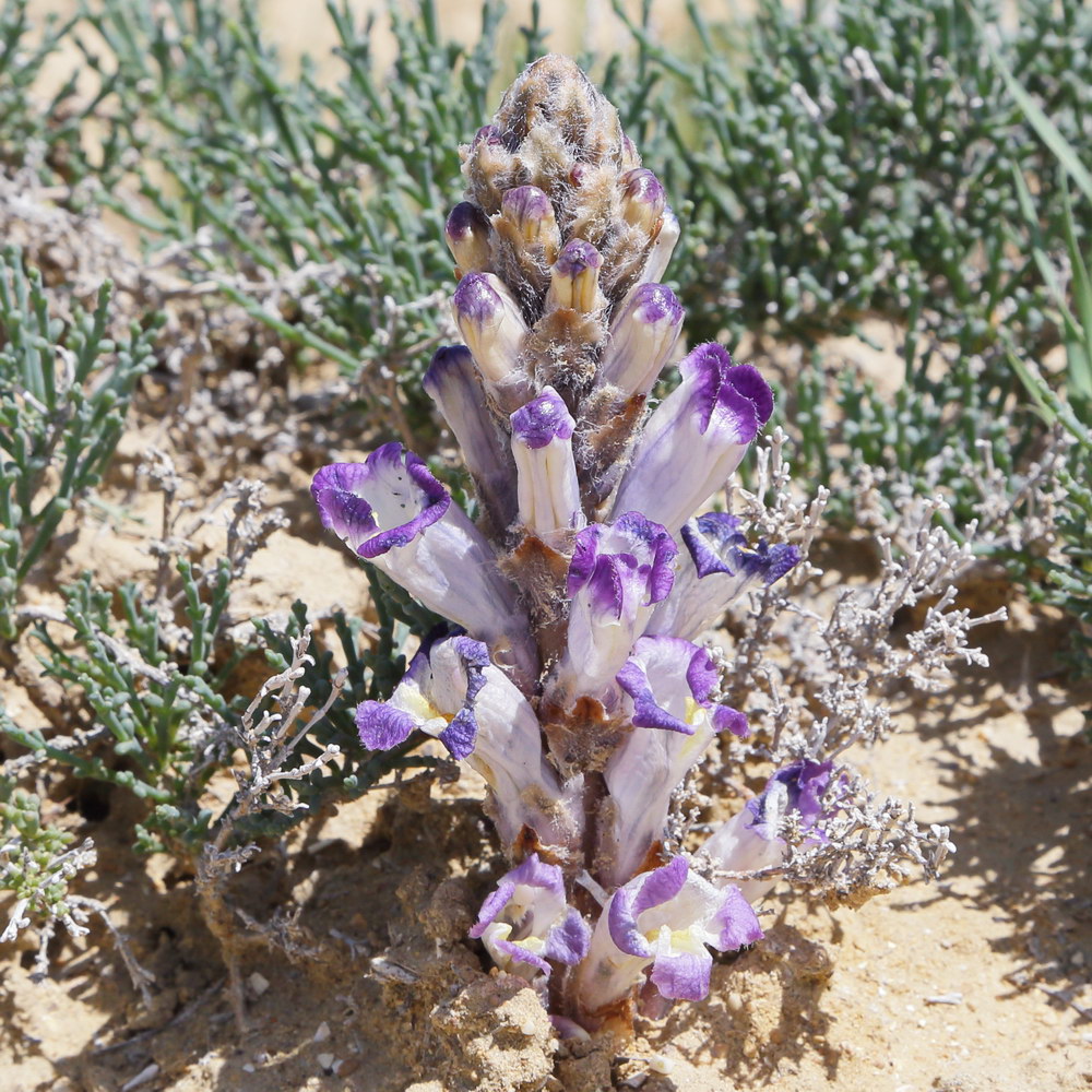 Image of Cistanche salsa specimen.