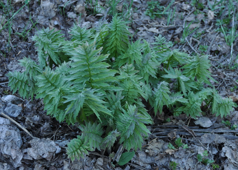 Изображение особи род Valeriana.