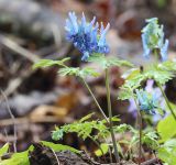 Corydalis turtschaninovii. Цветущее растение. Южное Приморье, Чёрные горы, заповедник \"Кедровая падь\", долина р. Кедровой. 15.05.2013.
