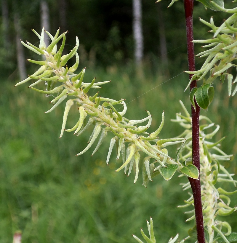 Image of Salix aurita specimen.