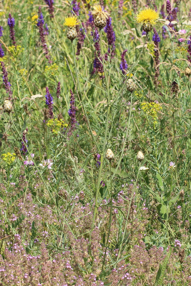 Изображение особи Centaurea orientalis.