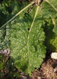 Verbascum lychnitis